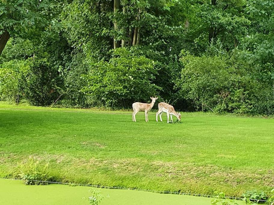 Midden In De Friese Bossen Op Landgoed Princenhof オランニウッド エクステリア 写真